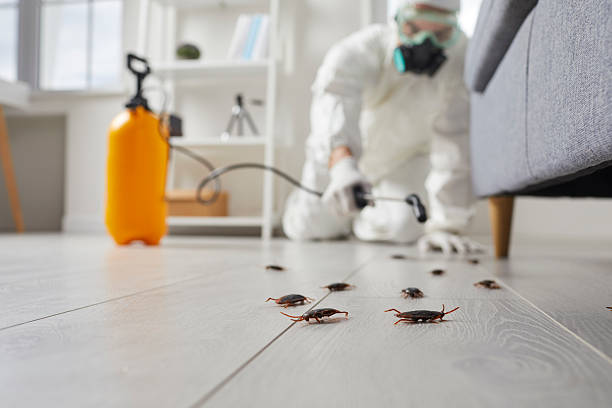 Commercial Rodent Management in Sac City